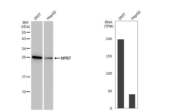 HPRT1 Antibody in Western Blot (WB)