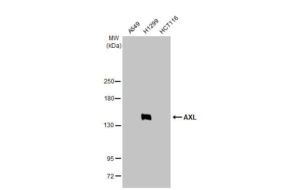 AXL Antibody in Western Blot (WB)