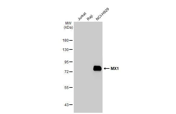 MX1 Antibody in Western Blot (WB)