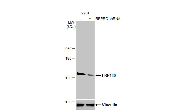 LRP130 Antibody in Western Blot (WB)