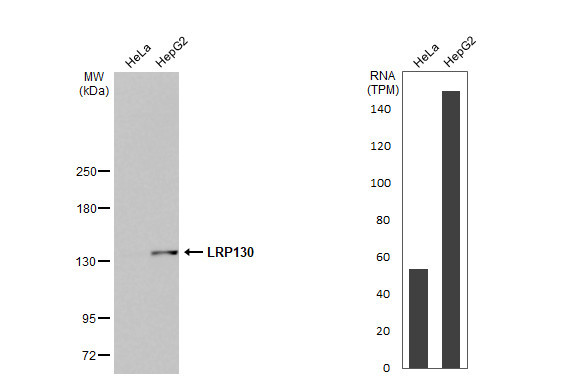 LRP130 Antibody in Western Blot (WB)