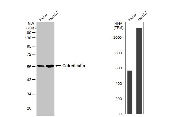 Calreticulin Antibody in Western Blot (WB)