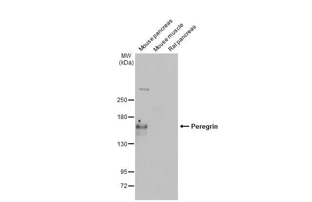 BRPF1 Antibody in Western Blot (WB)