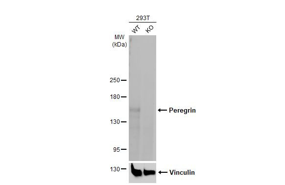 BRPF1 Antibody in Western Blot (WB)