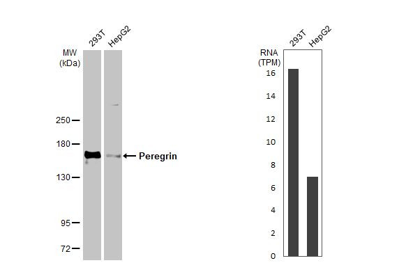 BRPF1 Antibody in Western Blot (WB)