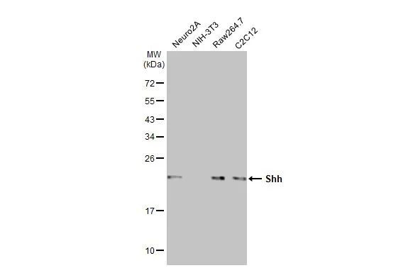 SHH Antibody in Western Blot (WB)