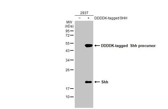 SHH Antibody in Western Blot (WB)