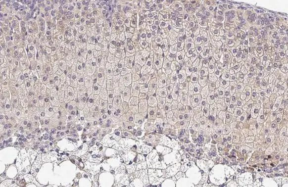 OAT Antibody in Immunohistochemistry (Paraffin) (IHC (P))