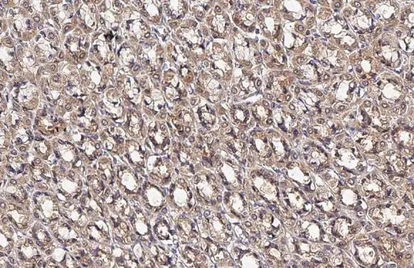 OAT Antibody in Immunohistochemistry (Paraffin) (IHC (P))