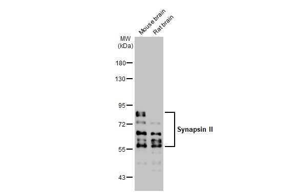 Synapsin II Antibody in Western Blot (WB)