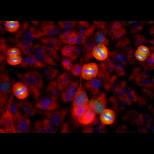 Aurora A Antibody in Immunocytochemistry (ICC/IF)