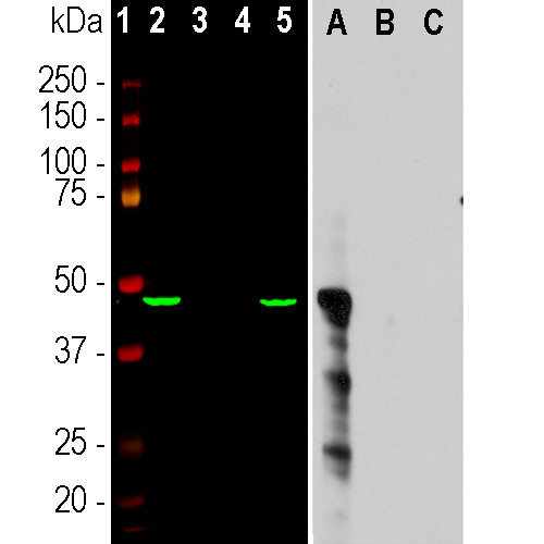 Aurora A Antibody in Western Blot (WB)