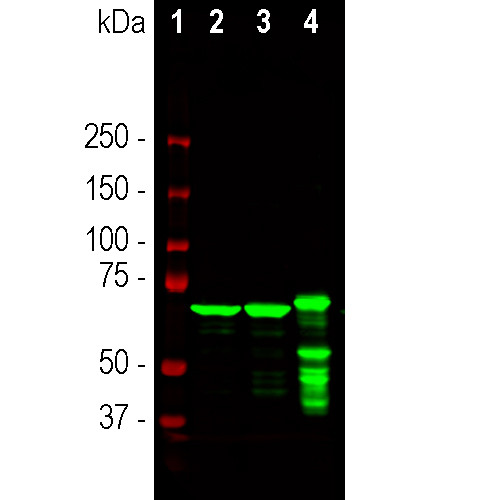 NEFL Antibody in Western Blot (WB)