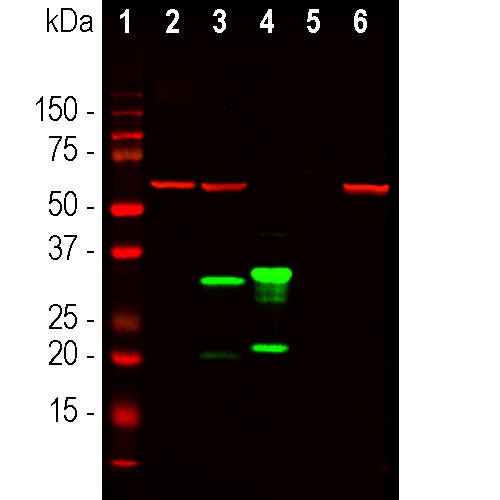 mCherry Antibody in Western Blot (WB)