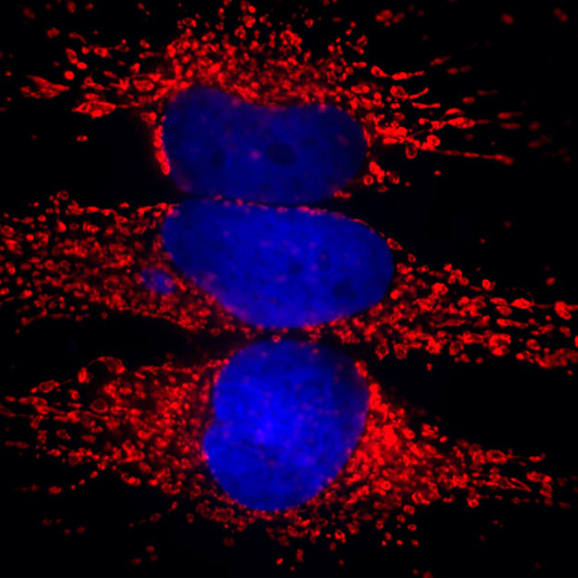 HSP60 Antibody in Immunocytochemistry (ICC/IF)