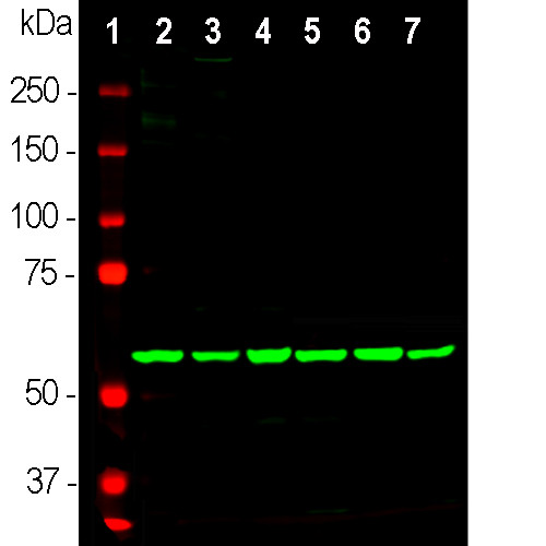 HSP60 Antibody in Western Blot (WB)