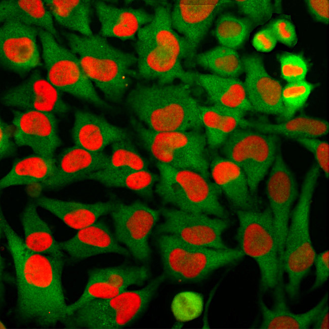 HMGB1 Antibody in Immunocytochemistry (ICC/IF)