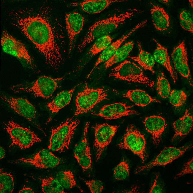 MBNL1 Antibody in Immunocytochemistry (ICC/IF)