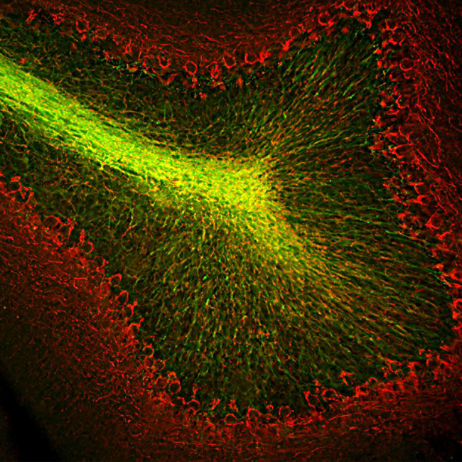 CNPase Antibody in Immunohistochemistry (PFA fixed) (IHC (PFA))