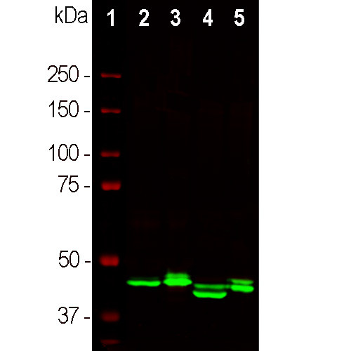 CNPase Antibody in Western Blot (WB)