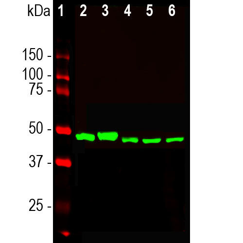 ENO1 Antibody in Western Blot (WB)