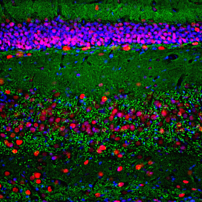 alpha Synuclein Antibody in Immunohistochemistry (PFA fixed) (IHC (PFA))