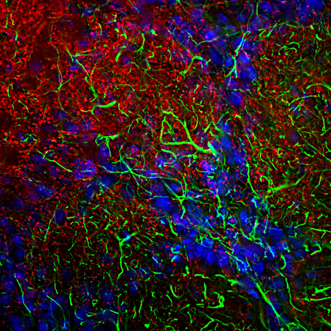 alpha Synuclein Antibody in Immunohistochemistry (PFA fixed) (IHC (PFA))