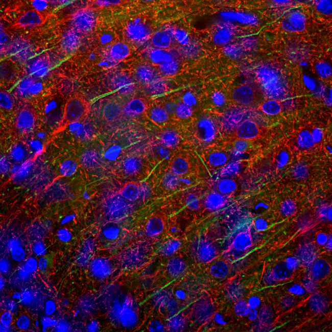 Ankyrin G Antibody in Immunohistochemistry (PFA fixed) (IHC (PFA))