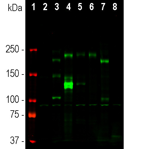 Ankyrin G Antibody in Western Blot (WB)