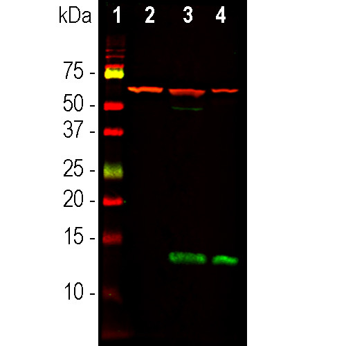 FABP7 Antibody in Western Blot (WB)