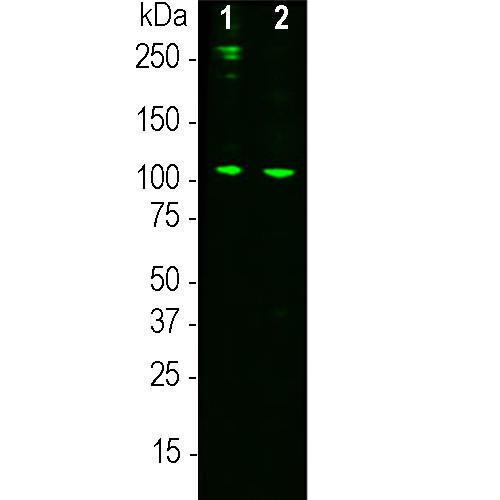 Complement C3a Antibody in Western Blot (WB)