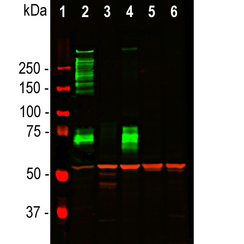 MAP2 Antibody in Western Blot (WB)