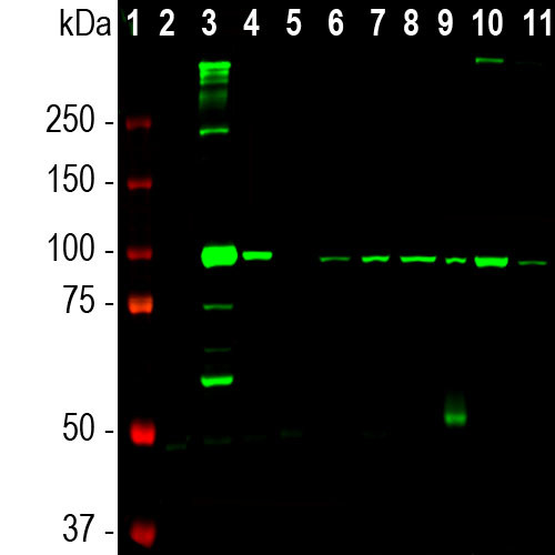 ALDH1L1 Antibody in Western Blot (WB)