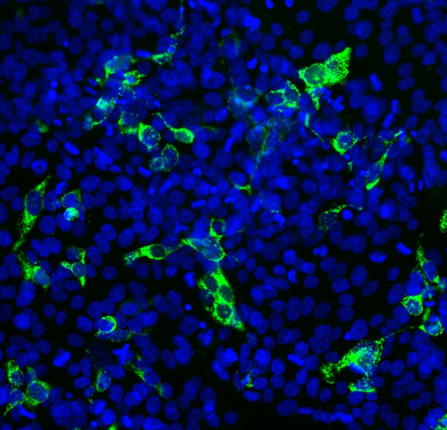 SARS-CoV-2 Spike Protein RBD Antibody in Immunocytochemistry (ICC/IF)