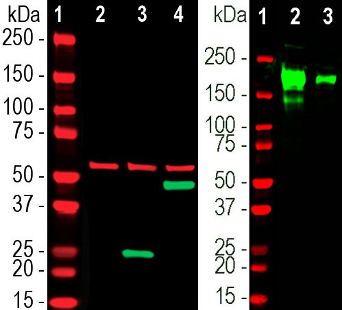 SARS-CoV-2 Spike Protein RBD Antibody in Western Blot (WB)