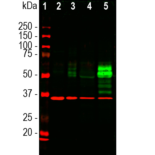 c-Fos Antibody in Western Blot (WB)