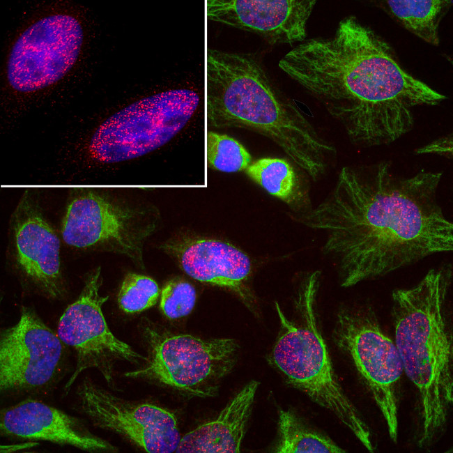 SF3B4 Antibody in Immunocytochemistry (ICC/IF)