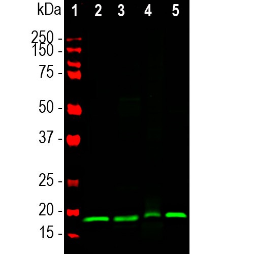 VSNL1 Antibody in Western Blot (WB)