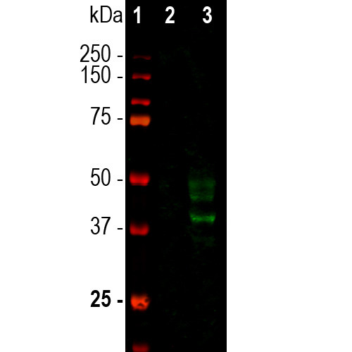 Doublecortin Antibody in Western Blot (WB)