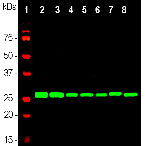 14-3-3 eta Antibody in Western Blot (WB)