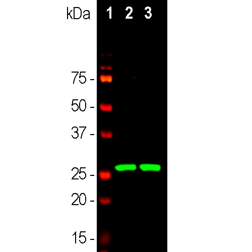 Calretinin Antibody in Western Blot (WB)