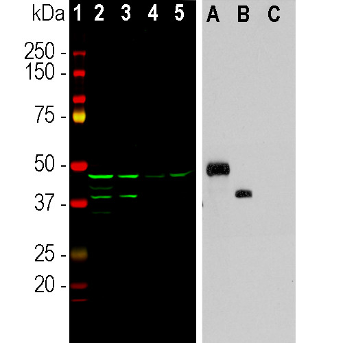 Aurora A/B Antibody in Western Blot (WB)