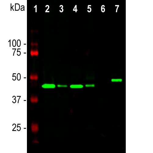 GAP43 Antibody in Western Blot (WB)