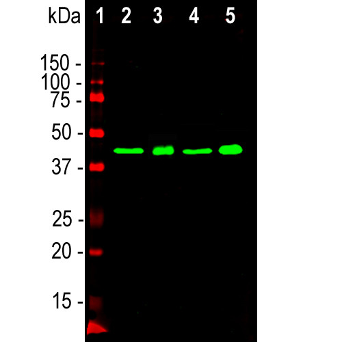 TDP-43 Antibody in Western Blot (WB)