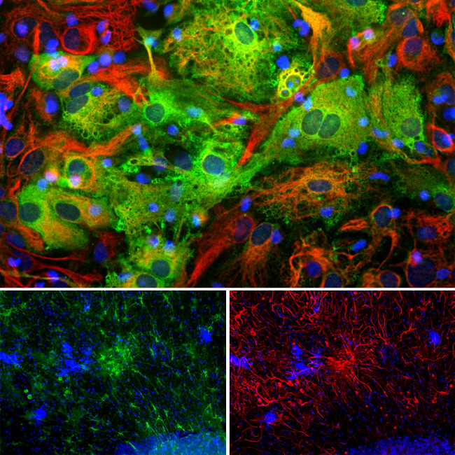 ALDH1L1 Antibody in Immunocytochemistry (ICC/IF)