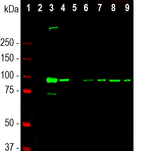 ALDH1L1 Antibody in Western Blot (WB)