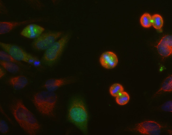 Aurora A/B/C Antibody in Immunocytochemistry (ICC/IF)