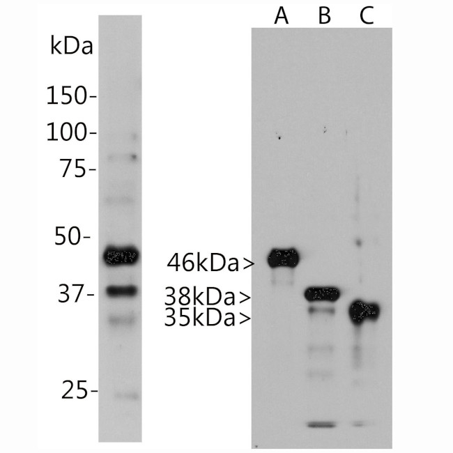 Aurora A/B/C Antibody in Western Blot (WB)