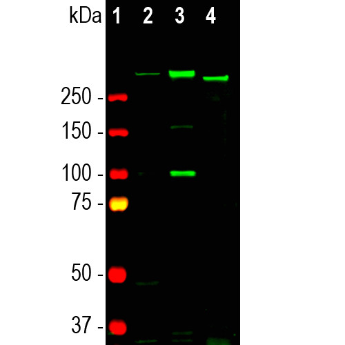 Nestin Antibody in Western Blot (WB)