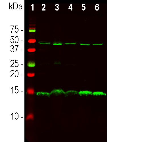 PEA15 Antibody in Western Blot (WB)